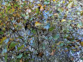 152-IMG_20201011_113449